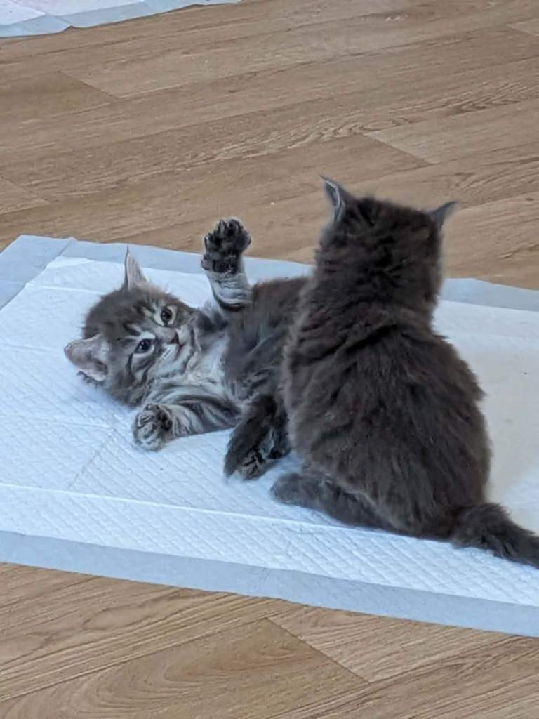 Beautiful kittens