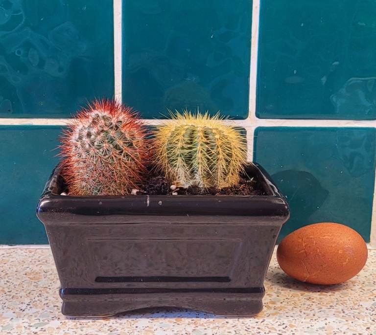 CACTI   2 lovely Cacti in Black Ceramic Planter