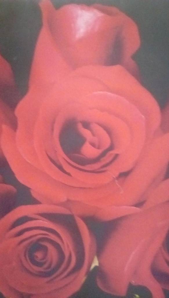 Red Roses Picture