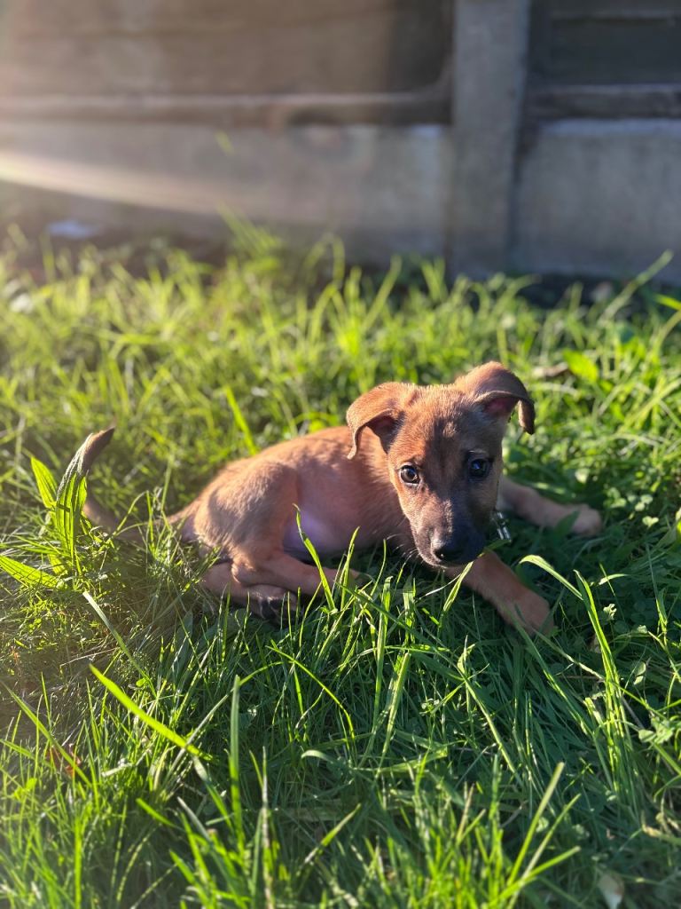 Puppie