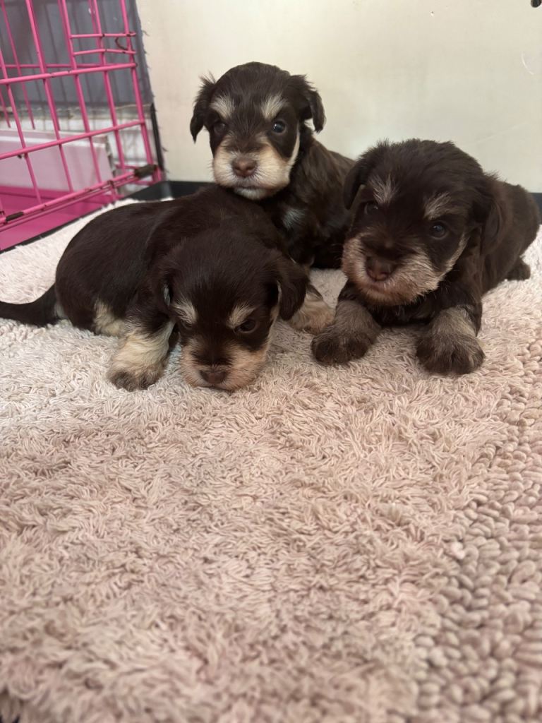 Stunning miniature schnauzer puppies