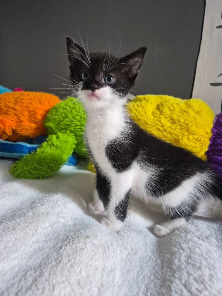 Kitten