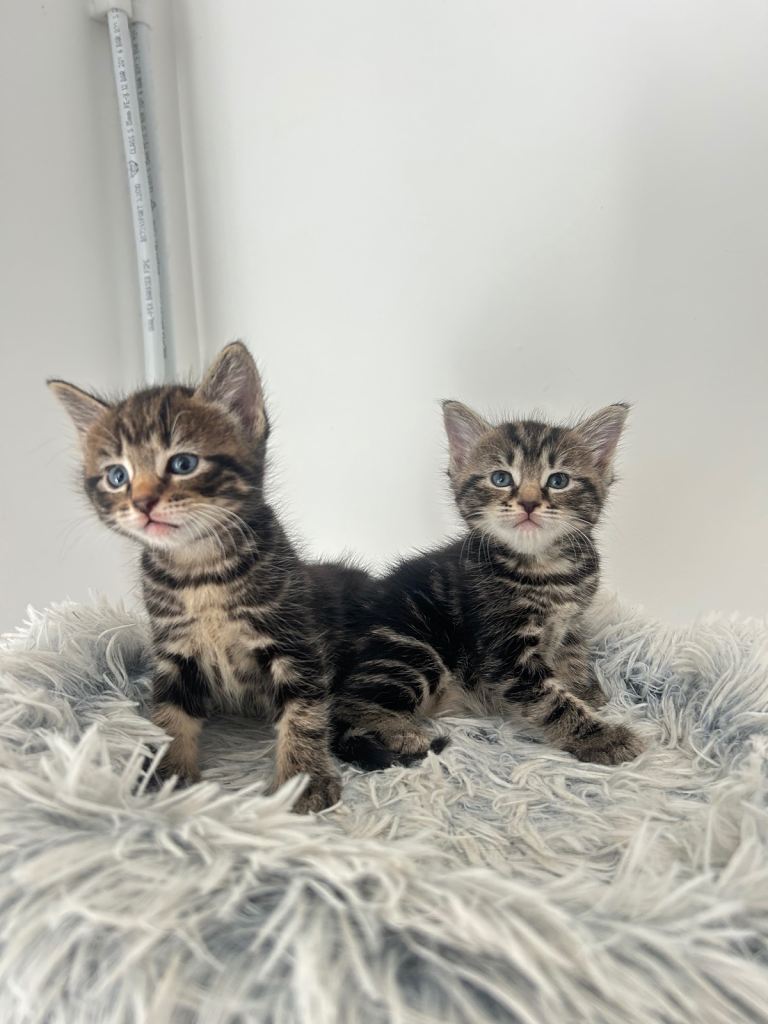 🐾 Adorable Kittens Looking for Their Forever Homes 🏡