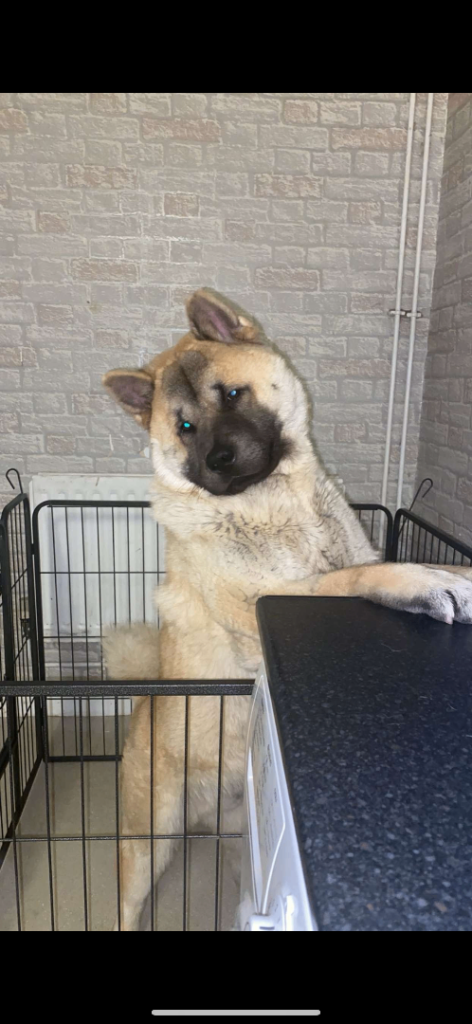 Akita/chow price negotiable for right home 