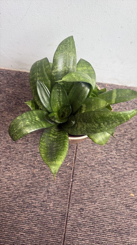 Indoor planta