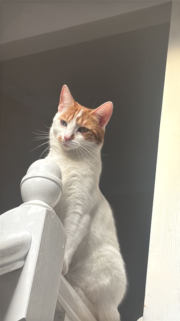 Female Turkish van cat aged 3