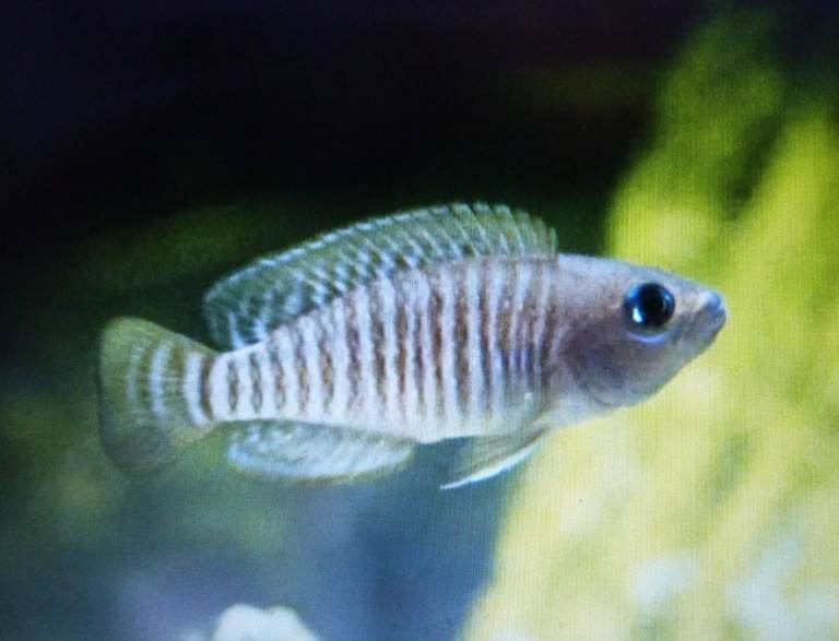 shell dwellers, Ancistrus, Blue polar cichlids, Corydorus