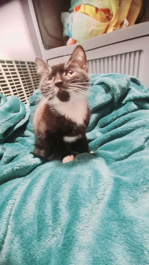 Kittens 