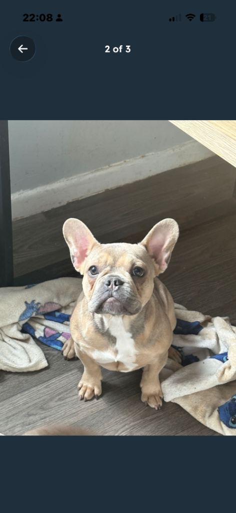 French bull dog