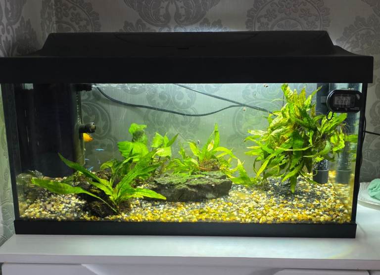 Fish tank with fish and accessories