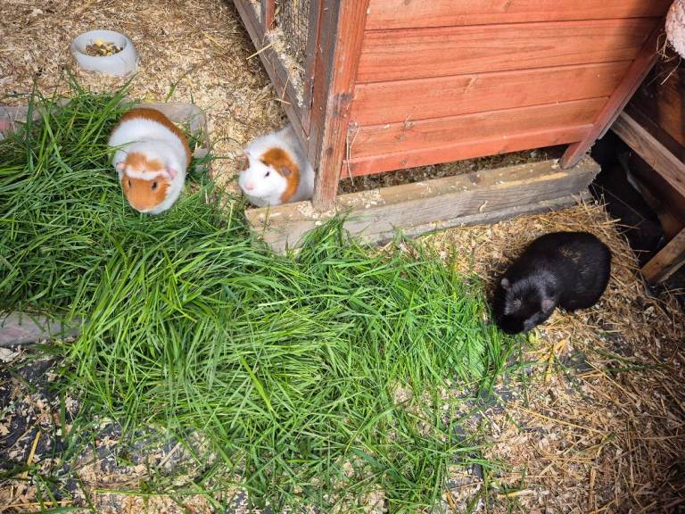 3 guinea pigs 
