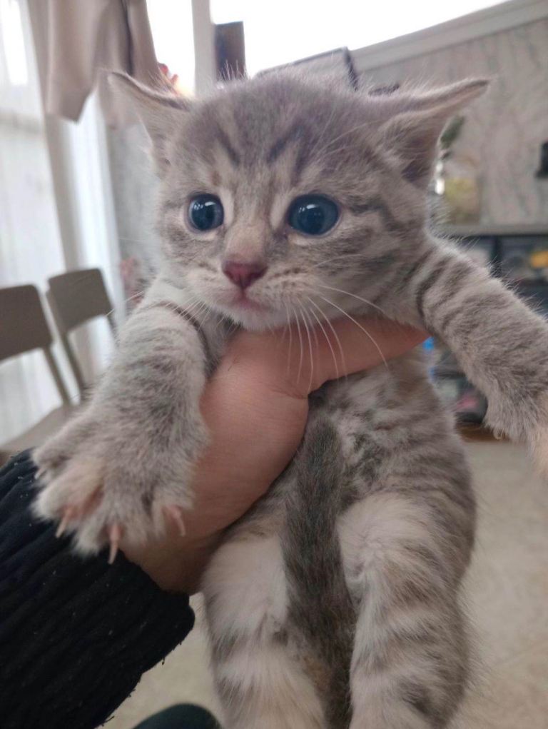 British shorthair kitten 