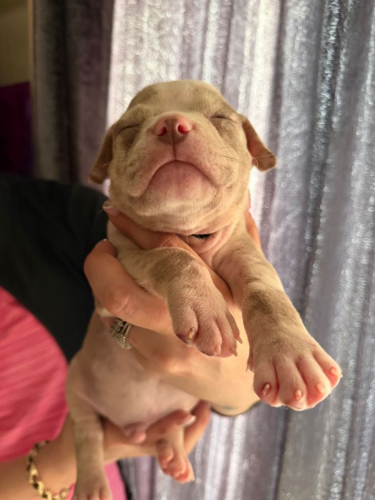 AMERICAN POCKET BULLY 