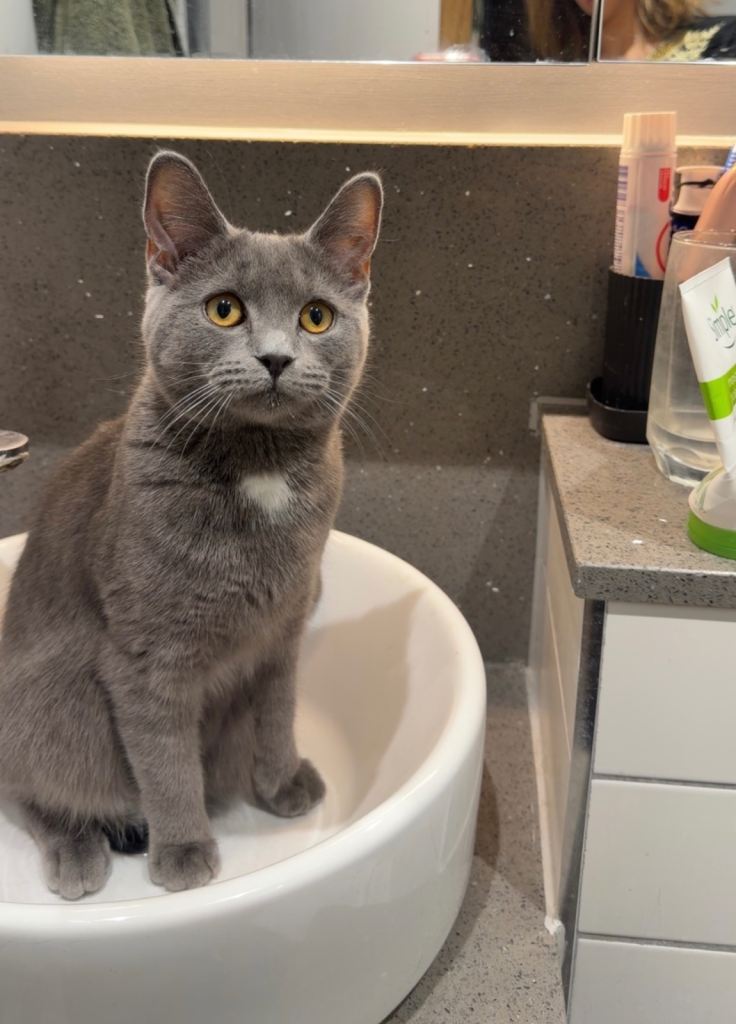 A very cute and calm playful British shorthair for sale 