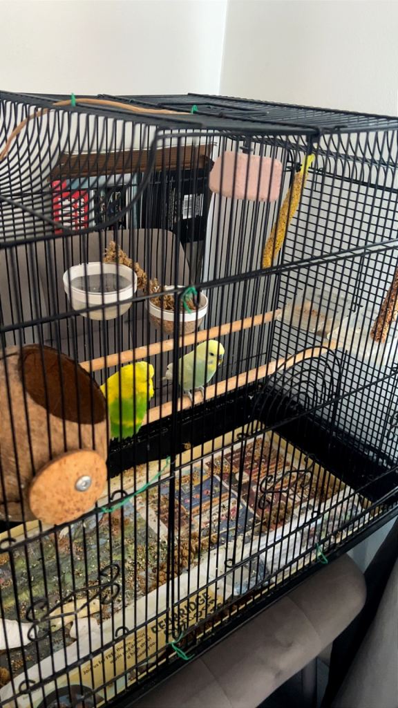 BIRD CAGE 