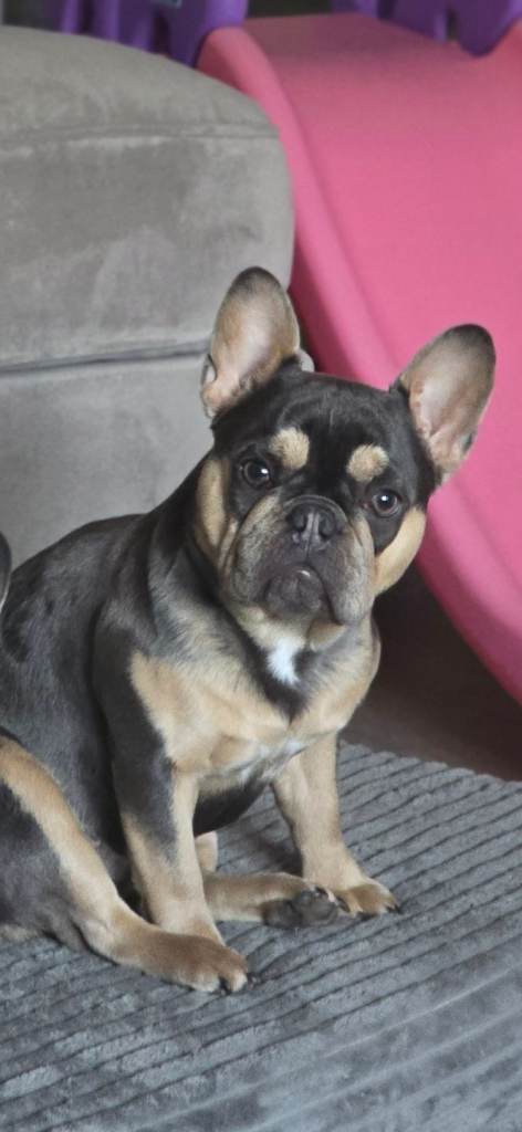 Female french bulldog