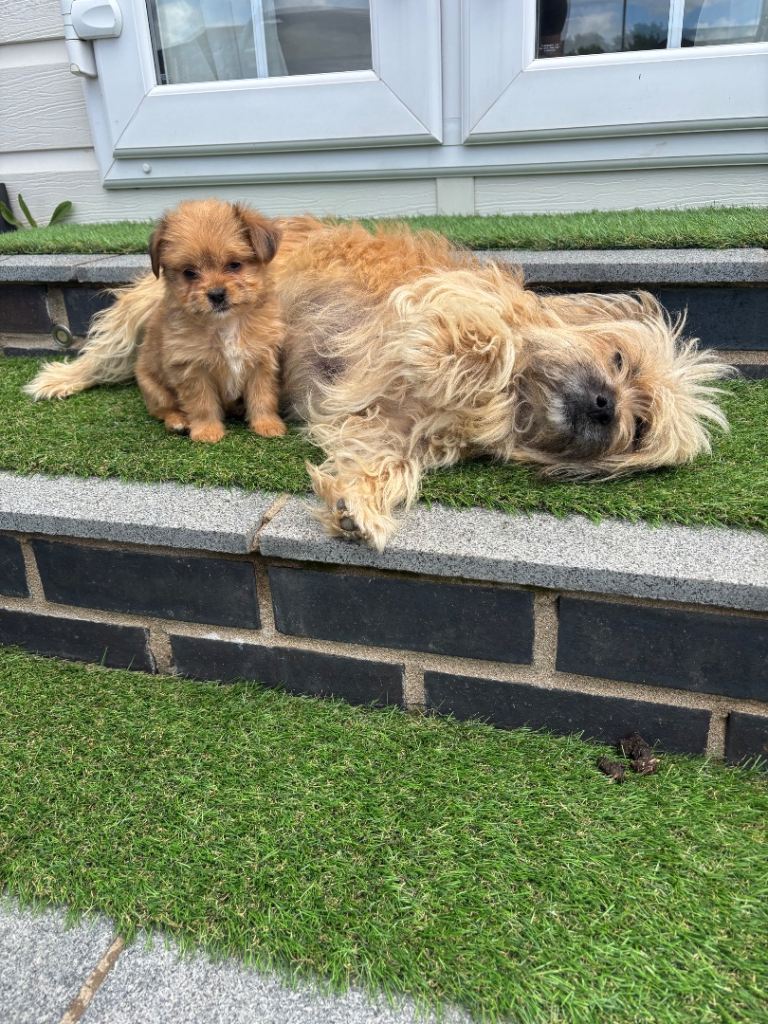 shih Tzu / Jack Russell