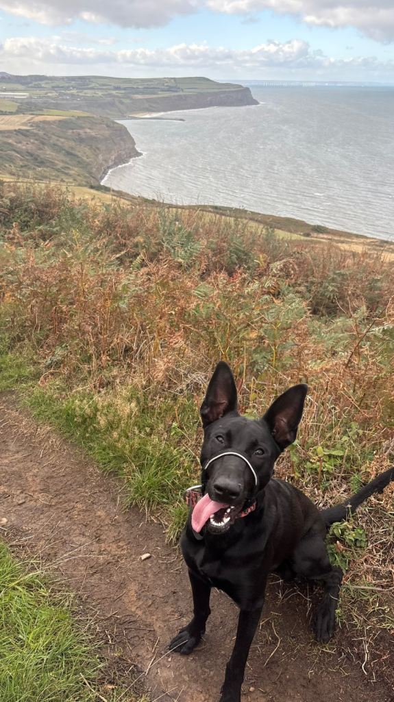Rare Black Belgian Mally
