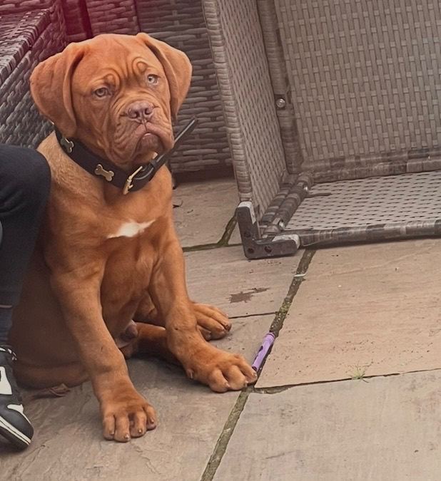 🐾 16 Week-Old Male Dogue de Bordeaux – £2,000 🐾