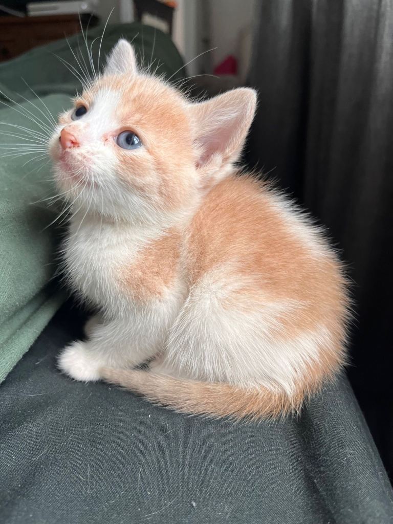 Two boy kittens available. 