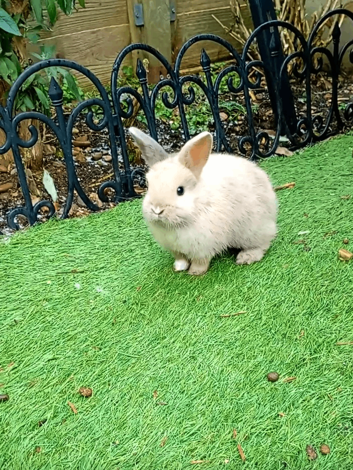 2 beautiful bunnies for sale 