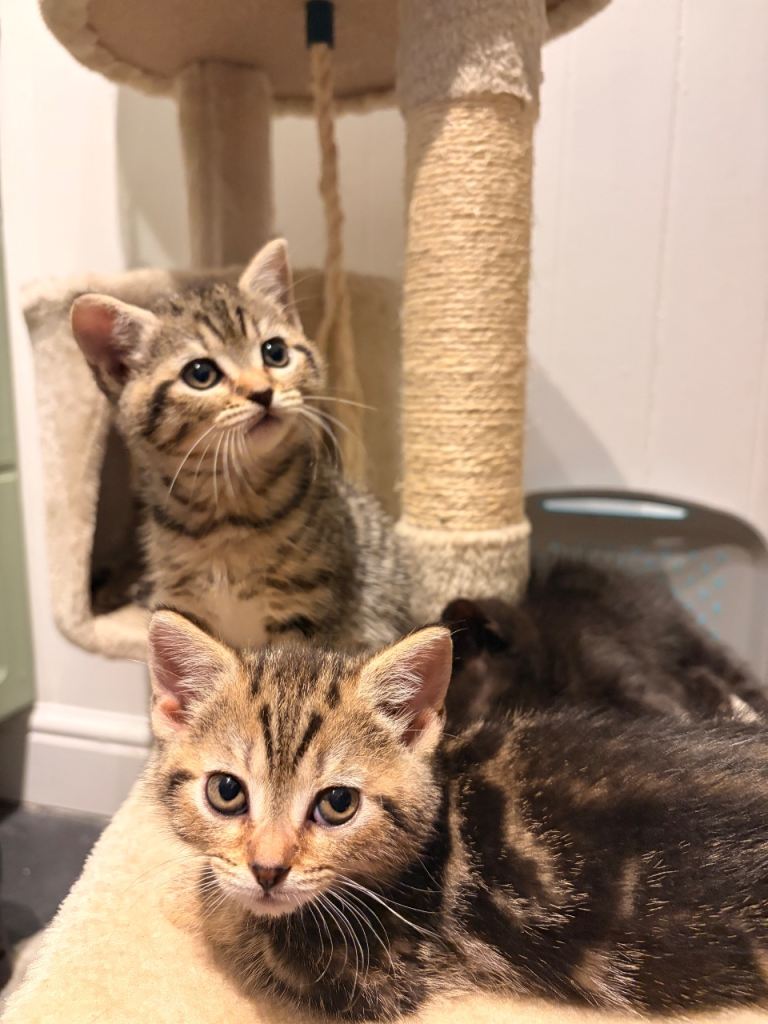 Kittens 