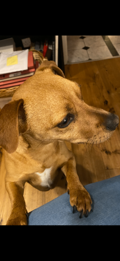 Jack Russell/Pug mix male - 5 year old