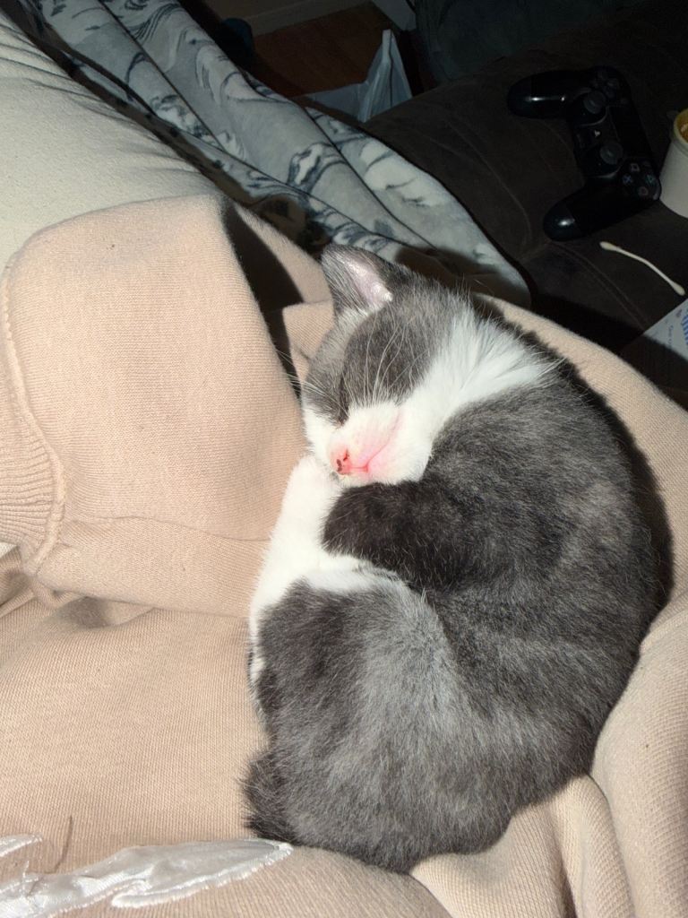 2x grey/white male kittens 