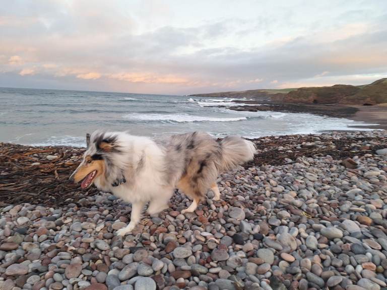Rough Collie male, 13 months. Stunning & handsome.