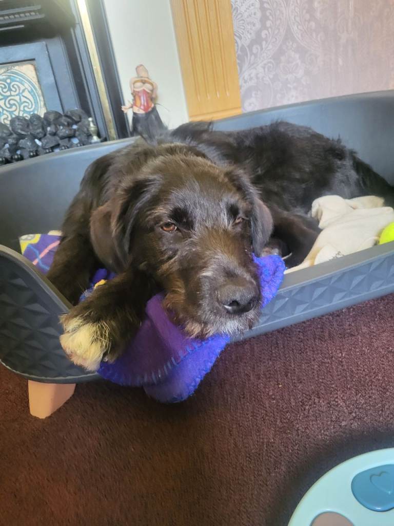 ​One-of-a-Kind Companion 