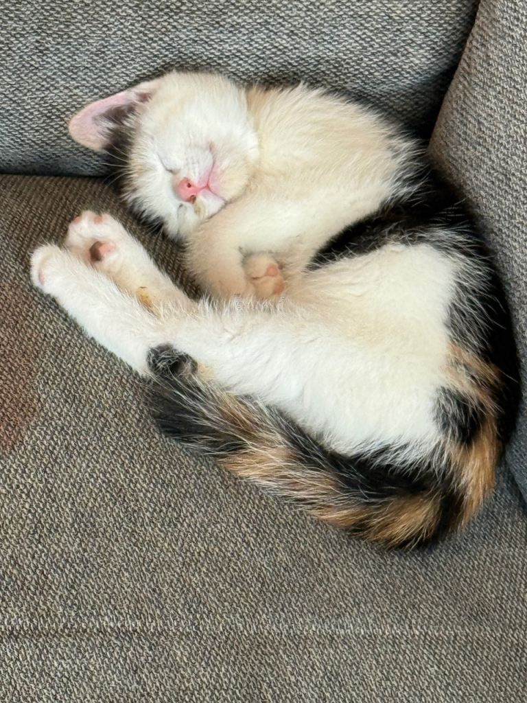 Beautiful calico female kitten ready now