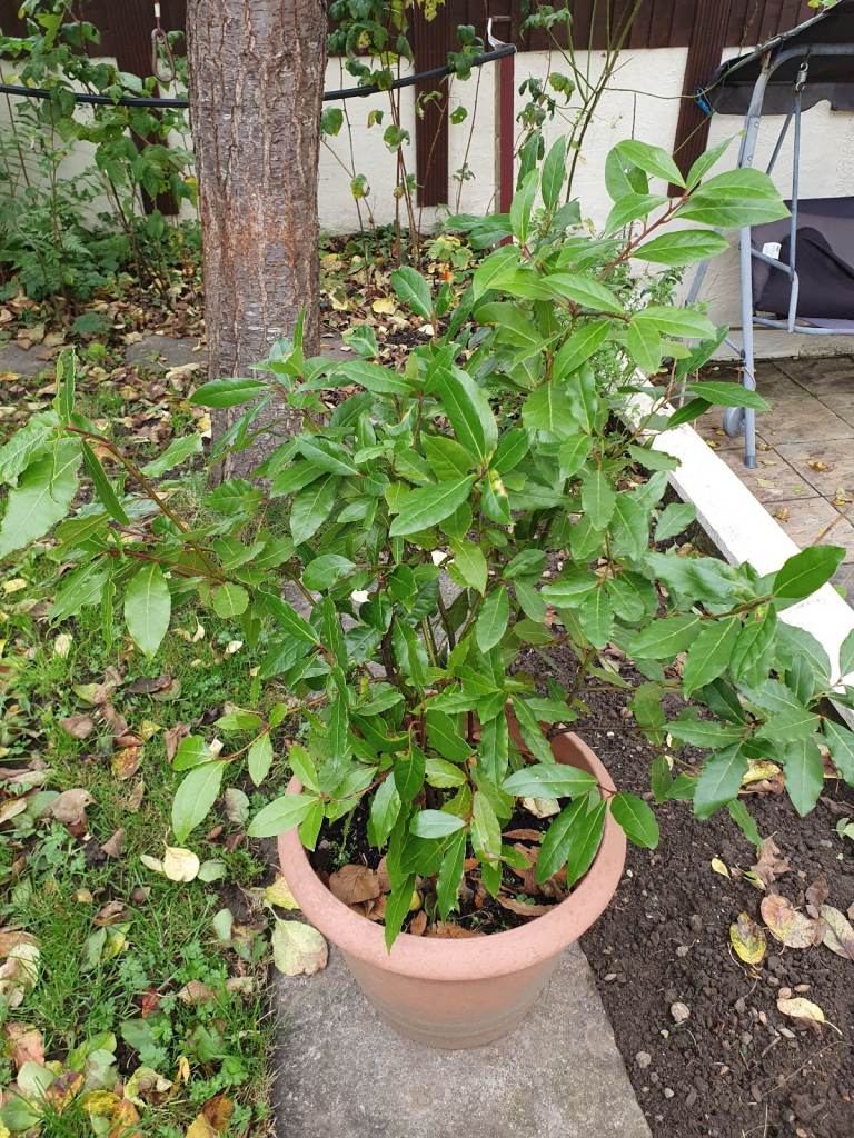 Bay laurel tree 6 years old
