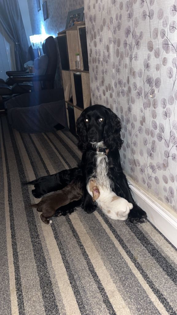 Cocker spaniel puppies 