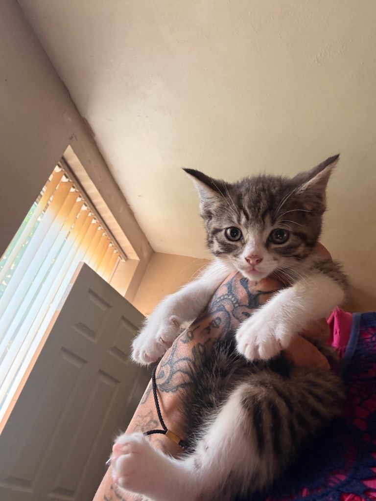 Beautiful bengal mix ragdoll kittens 