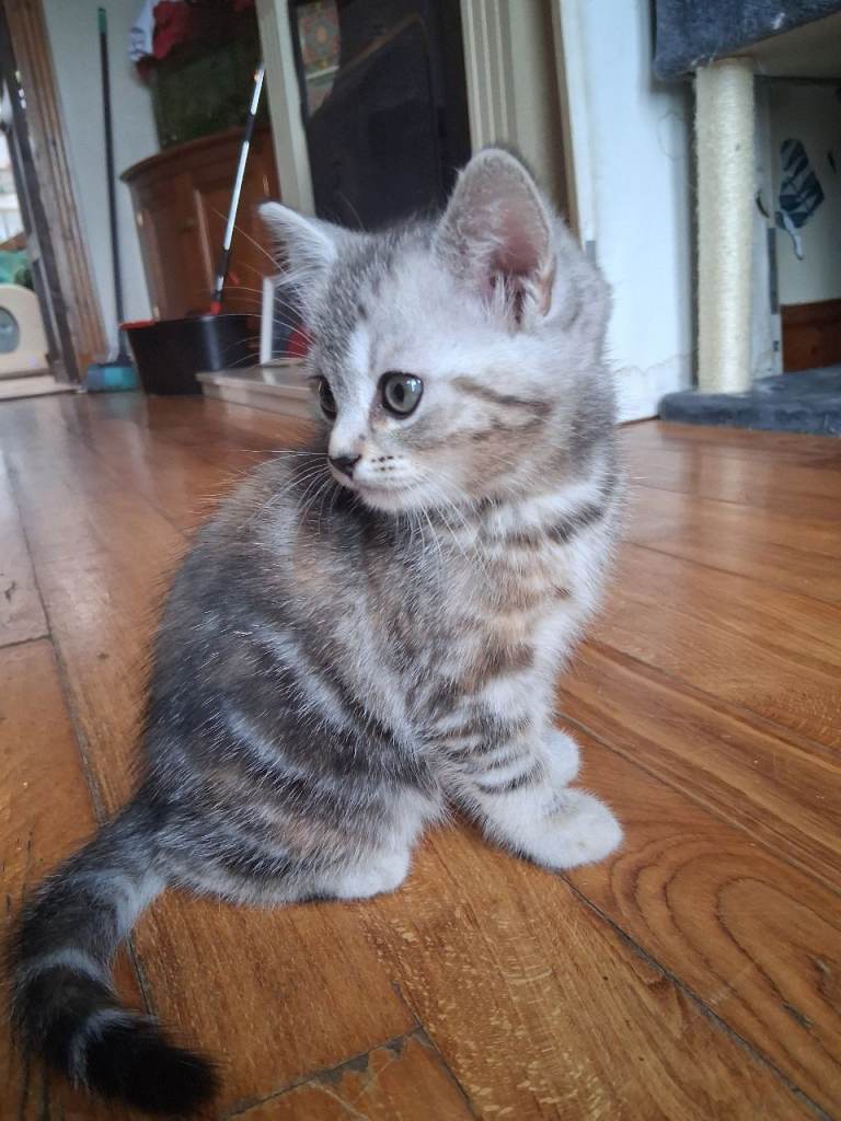 *Ready Now! 2 left* beautiful half persian kittens