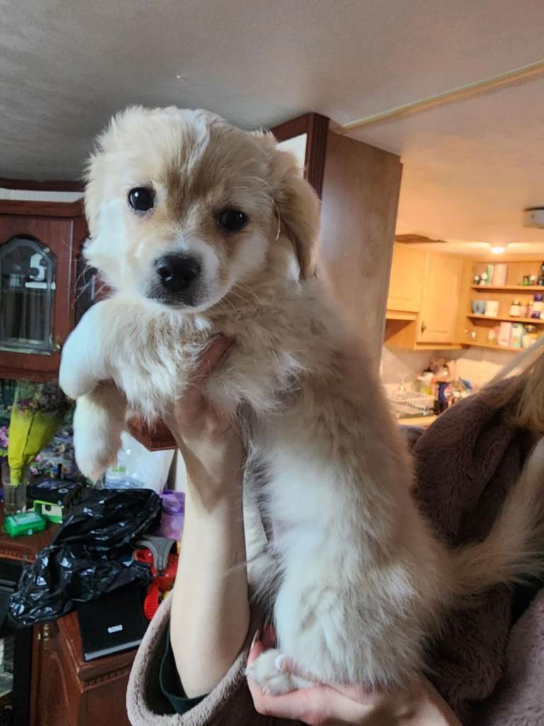 Furry puppies looking for new home 