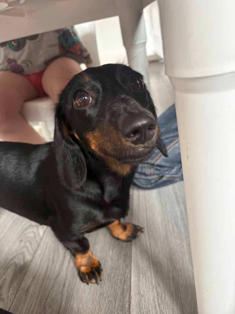 Miniature daschund 