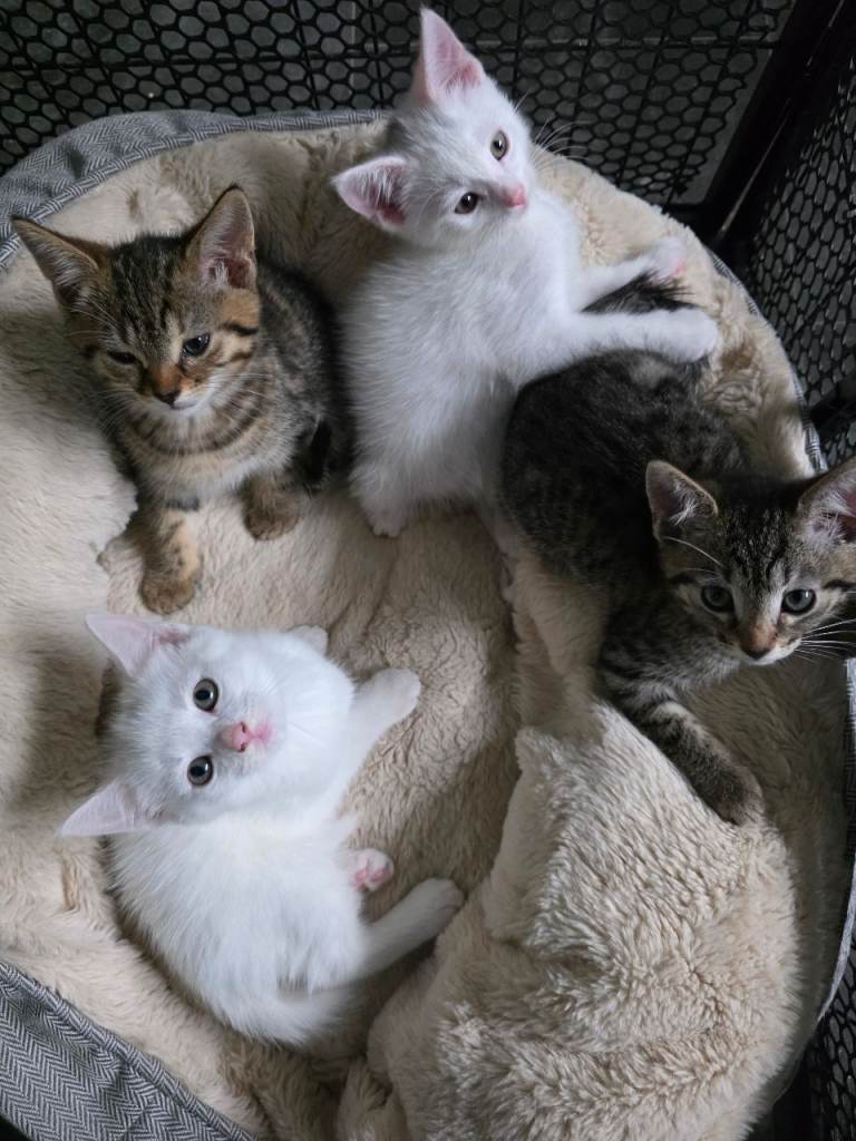 Bengal cross kittens