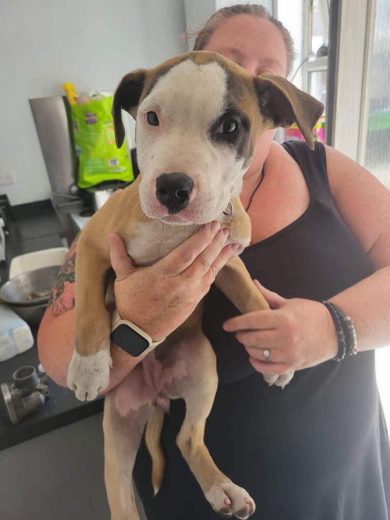 Girl puppy 