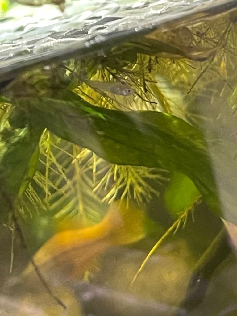 mix breeds of baby guppies