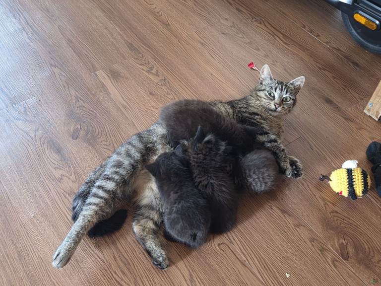 5 kittens for sale