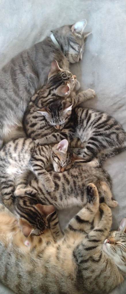 Four Indoor Beautiful Striped Tabby Kittens Ready Now