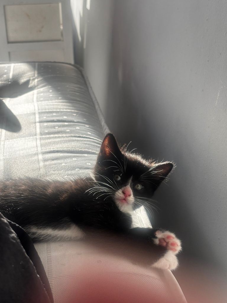 Male Kitten
