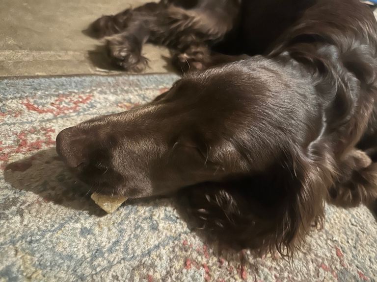 Norman - Male Field Spaniel - 6 months 
