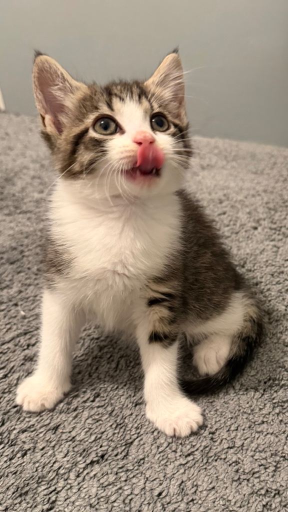 Last FEMALE kitten searching for her forever home 