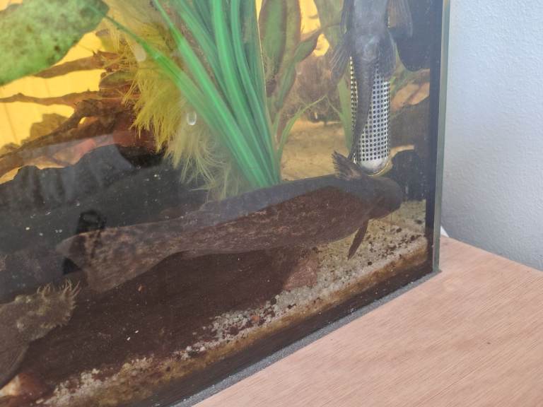 Free aquarium and fish 