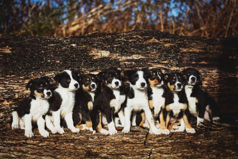 Welsh Collie puppies