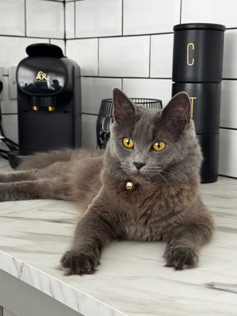Grey British Long Hair X Ragdoll