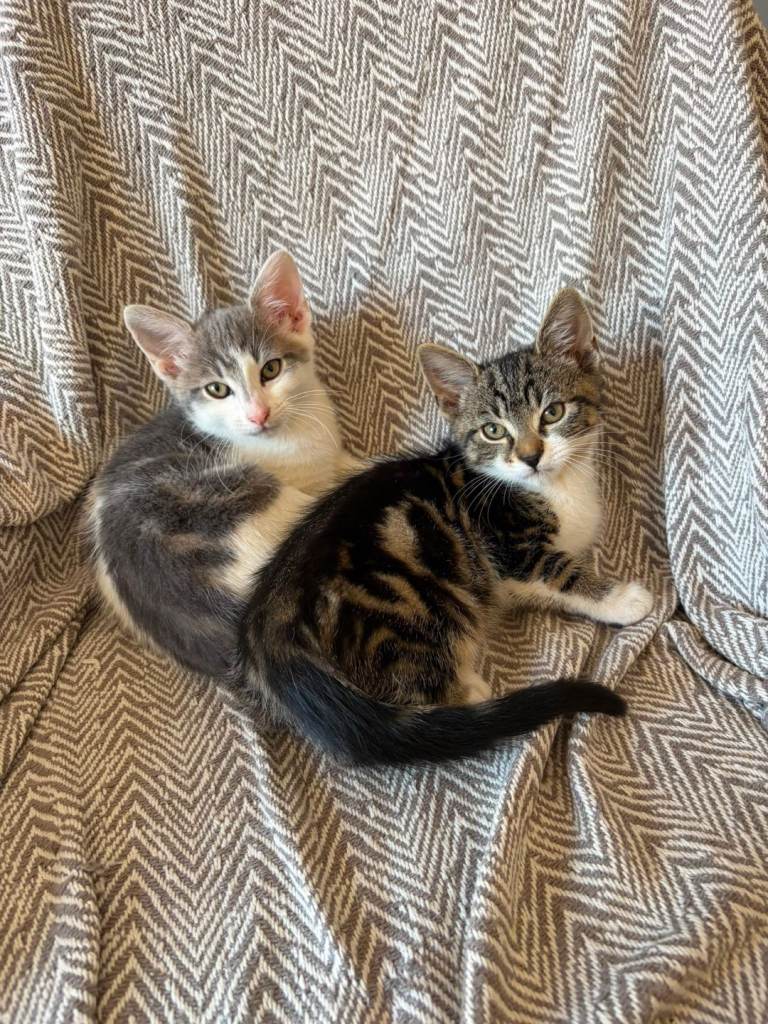 Kittens for sale!
