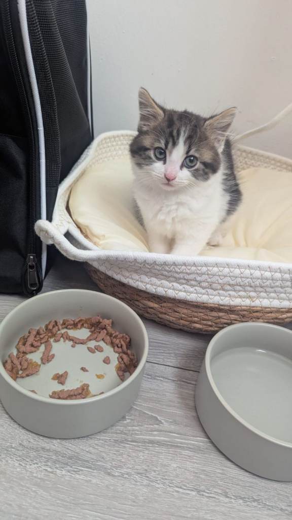 Kitten 